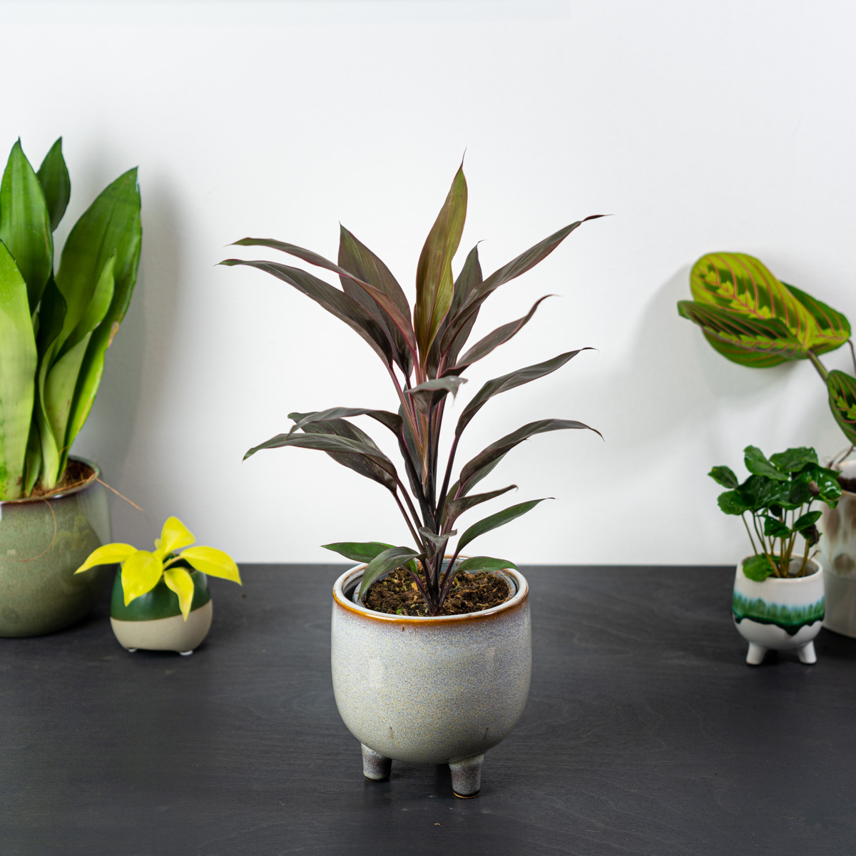 Kordylina (cordyline)