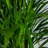 areka-palma-dypsis-lutescens