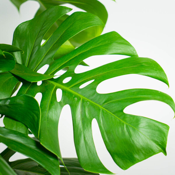 monstera-deliciosa-na-paliku monstera-deliciosa-na-paliku