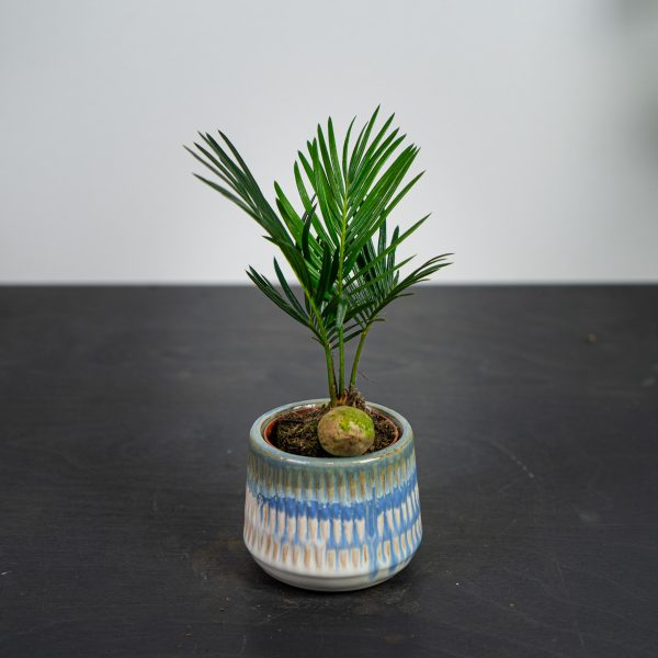 cykas-baby-cycas-revoluta cykas-baby-cycas-revoluta