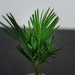 cykas-baby-cycas-revoluta