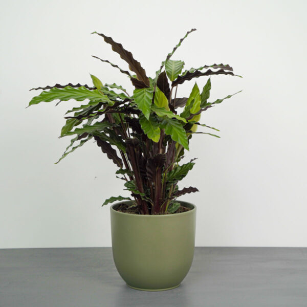 calathea-rufibarba