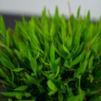 bambus-pokojowy-monica-pogonatherum