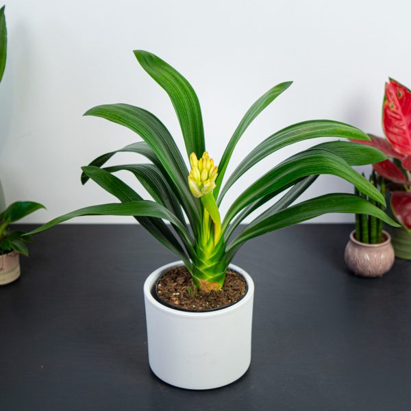 clivia-klivia-orange