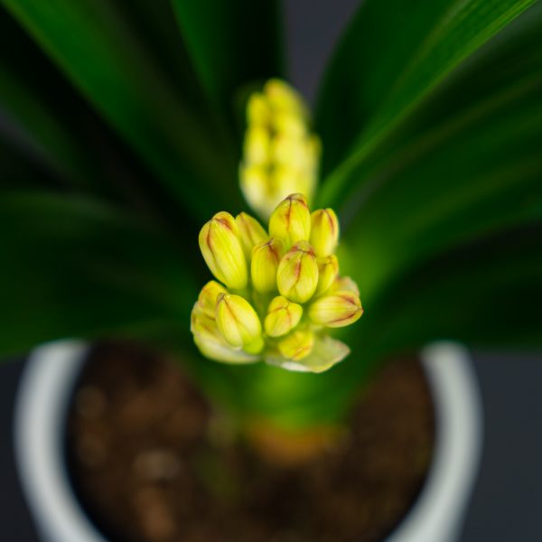 clivia-klivia-orange clivia-klivia-orange