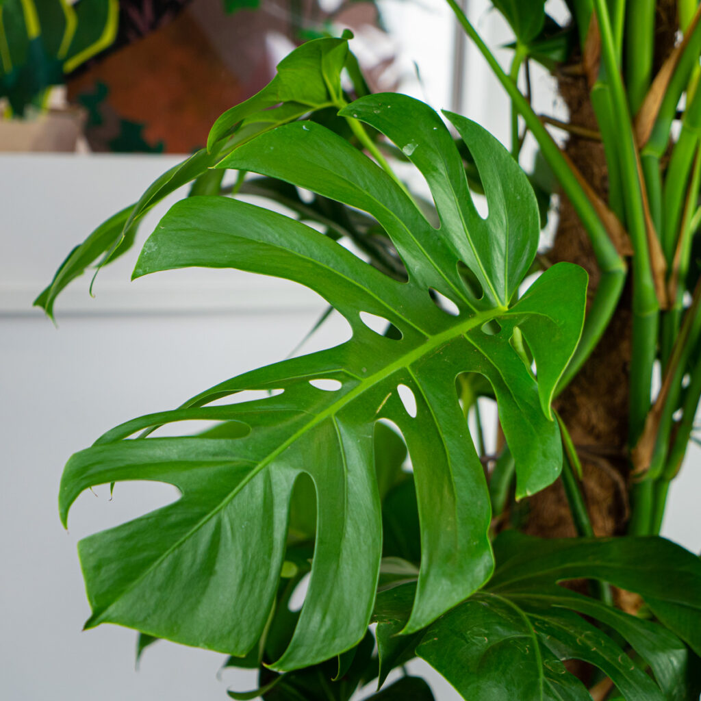 monstera-deliciosa-na-paliku
