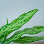 aglaonema-silver-queen