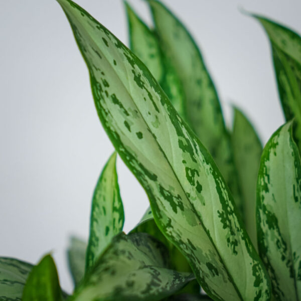 aglaonema-silver-queen (2) aglaonema-silver-queen