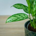 aglaonema-silver-queen