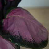 calathea-roseopicta-crimson