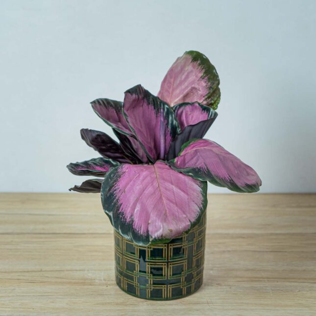 Różowe rośliny doniczkowe Calathea roseopicta crimson