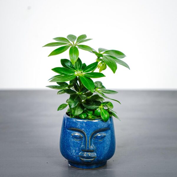 schefflera-arboricola