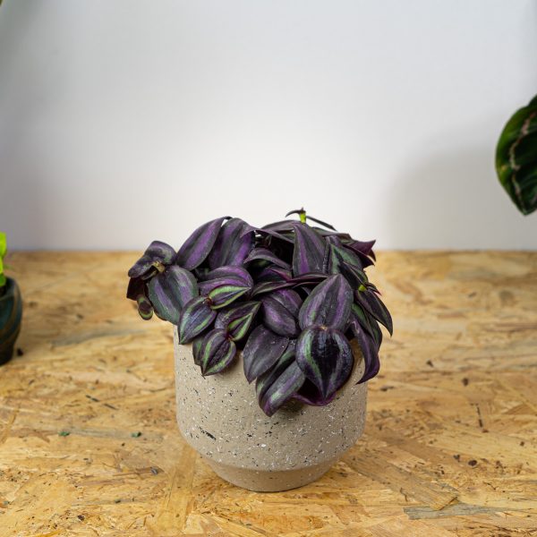 trzykrotka-zebra-purpurowa-tradescantia-zebrina-purpusii trzykrotka-zebra-purpurowa-tradescantia-zebrina-purpusii