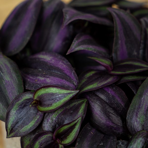 trzykrotka-zebra-purpurowa-tradescantia-zebrina-purpusii trzykrotka-zebra-purpurowa-tradescantia-zebrina-purpusii