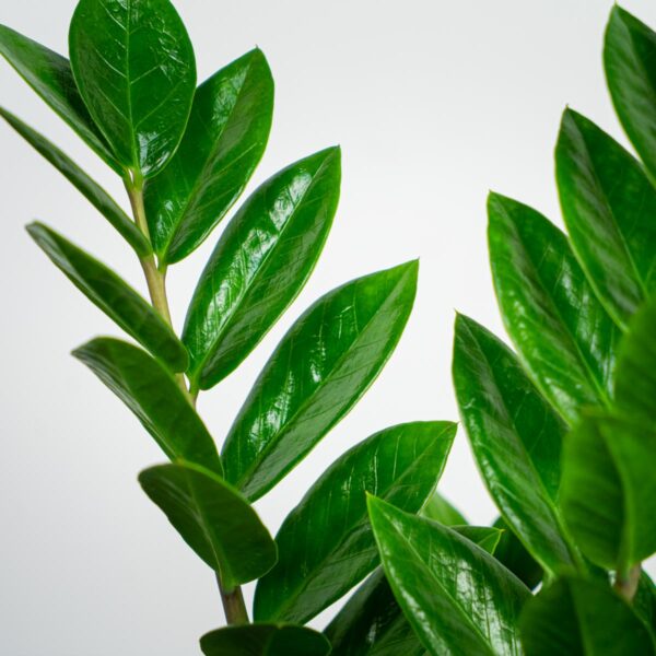 zamioculcas-zamiifolia-zamiokulkas zamioculcas-zamiifolia-zamiokulkas