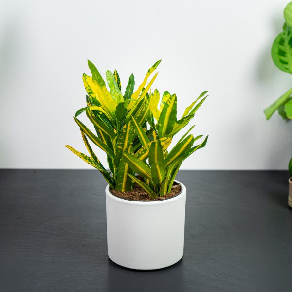 codiaeum-sunny-star-kroton
