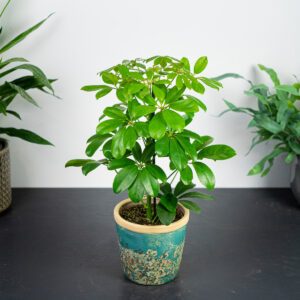 szeflera-nora-schefflera-arboricola