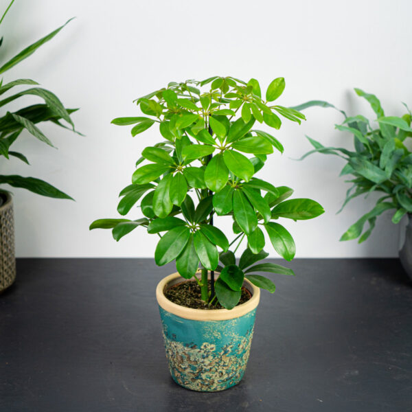 szeflera-nora-schefflera-arboricola szeflera-nora-schefflera-arboricola
