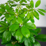 szeflera-nora-schefflera-arboricola