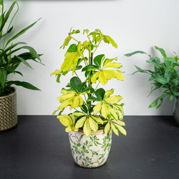 szeflera-melanie-schefflera-arboricola