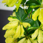 szeflera-melanie-schefflera-arboricola