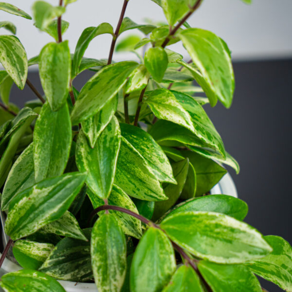 eszynantus-variegata-aeschynanthus eszynantus-variegata-aeschynanthus