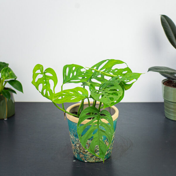 monstera-adansonii monstera-adansonii
