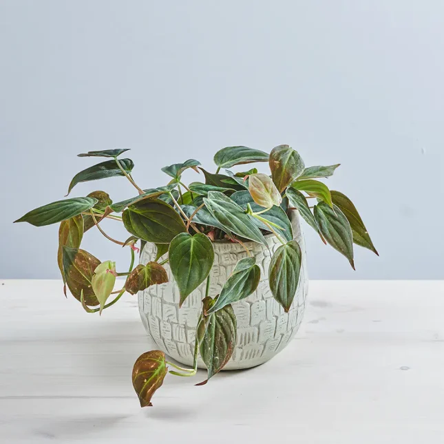 Philodendron micans