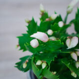 kaktus-bozego-narodzenia-grudnik-bialy-schlumbergera