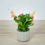 kaktus-bozego-narodzenia-grudnik-pomaranczowy-schlumbergera
