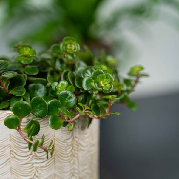 sedum-makinoi-kosmosje sedum-makinoi-kosmosje