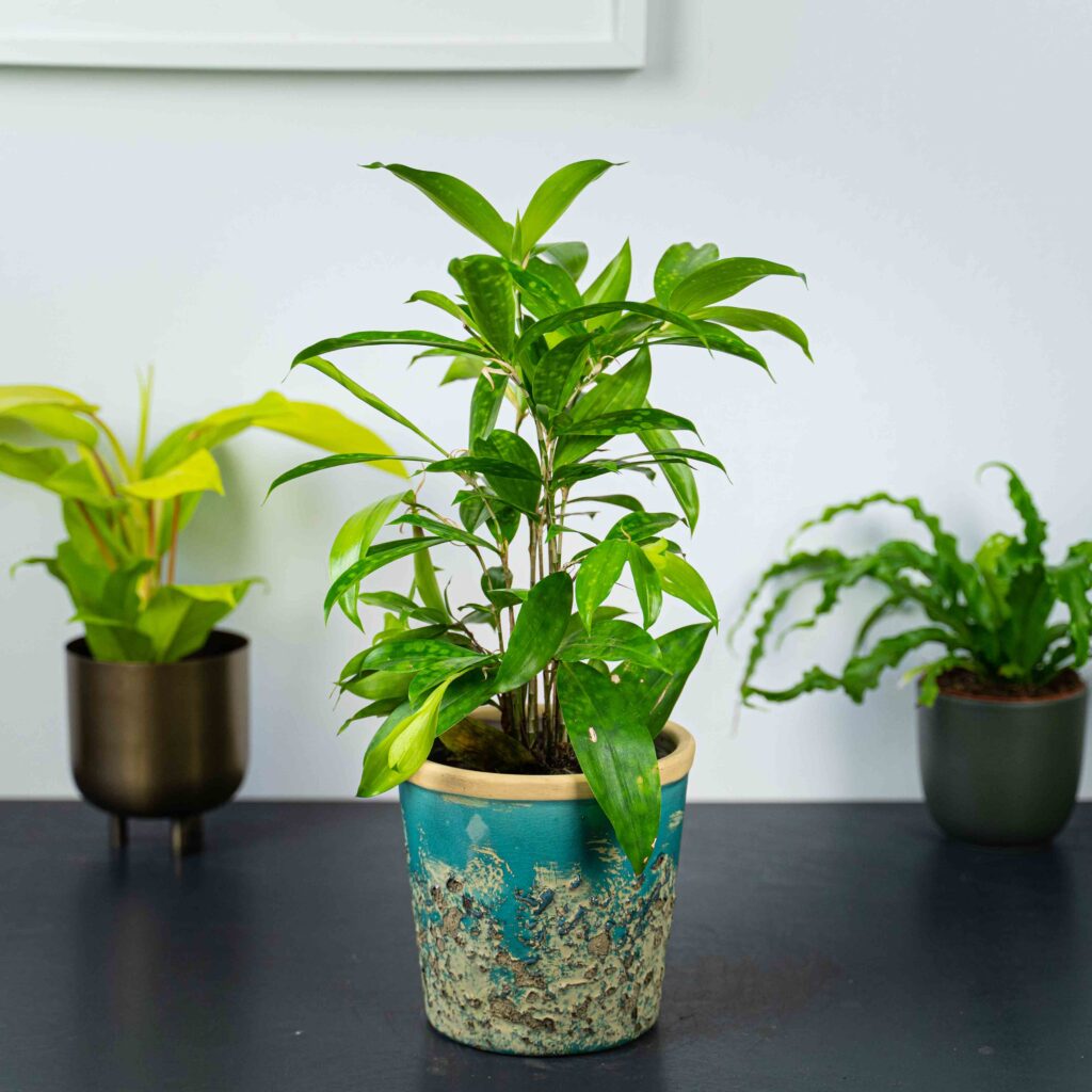 dracena-surculosa-aurea-dracaena
