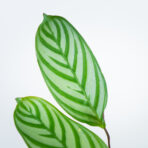 ctenanthe-setosa-compactstar