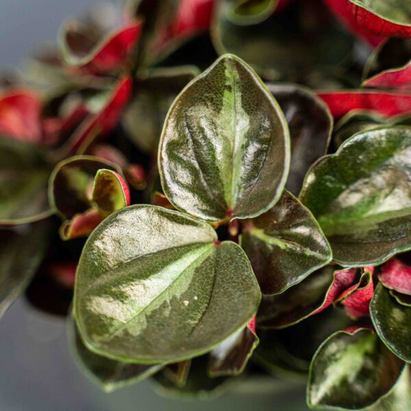 peperomia-metallica peperomia-metallica