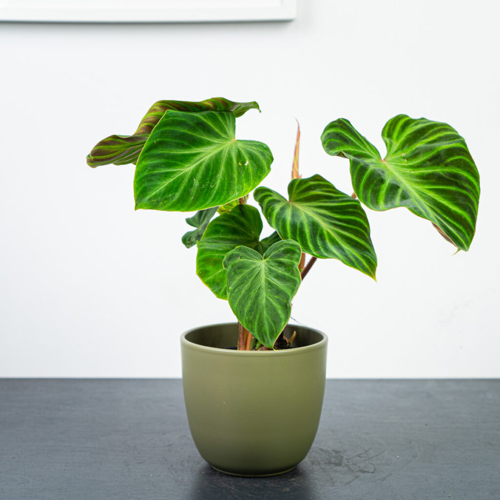 philodendron-verrucosum