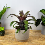 frizea-fosteriana-red-chestnut-vriesea