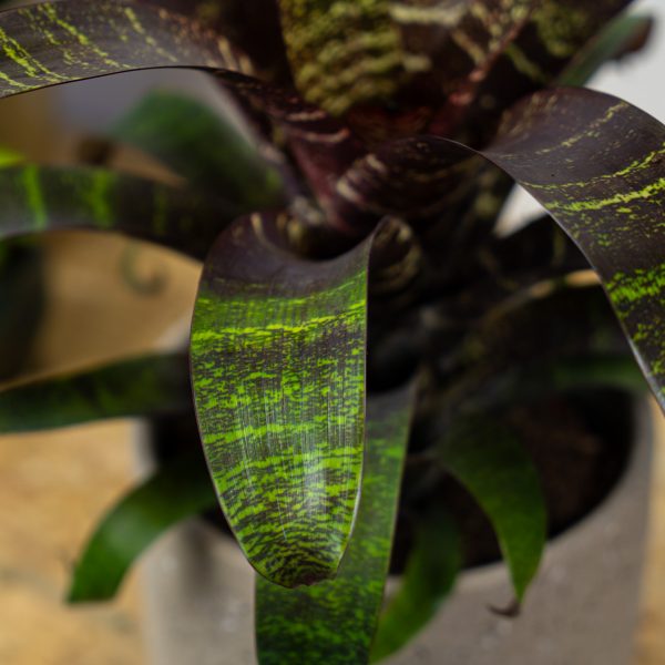 frizea-fosteriana-red-chestnut-vriesea frizea-fosteriana-red-chestnut-vriesea