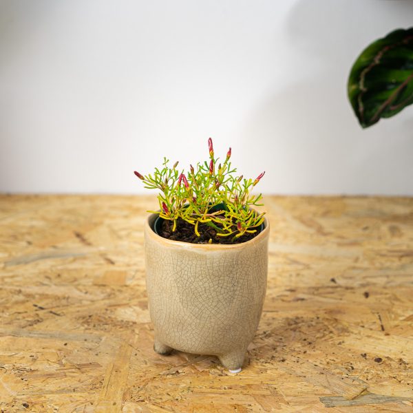 szczawik-roznobarwny-oxalis-versicolor szczawik-roznobarwny-oxalis-versicolor