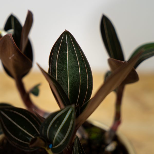 storczyk-ludisia-discolor-jewel-orchid storczyk-ludisia-discolor-jewel-orchid