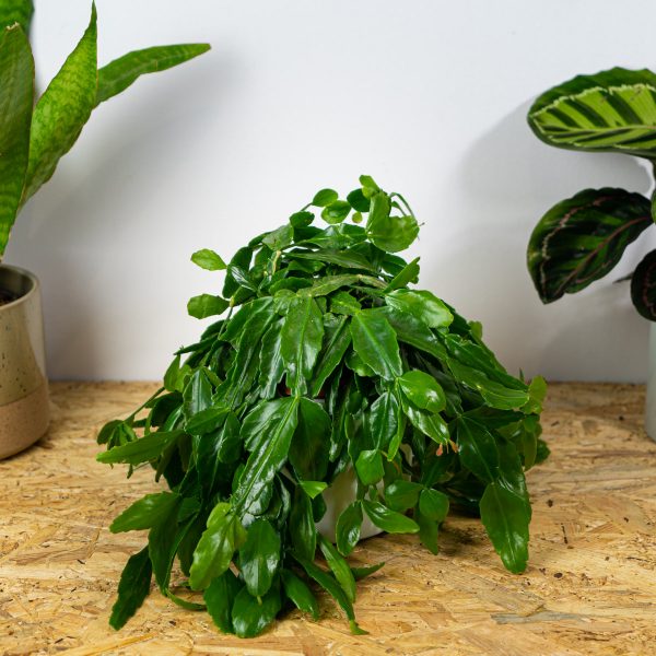 rhipsalis-crispata rhipsalis-crispata
