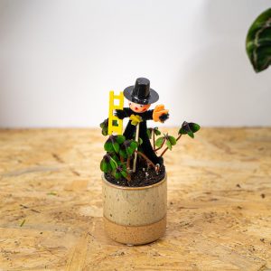 szczawik-czterolistny-oxalis-deppei