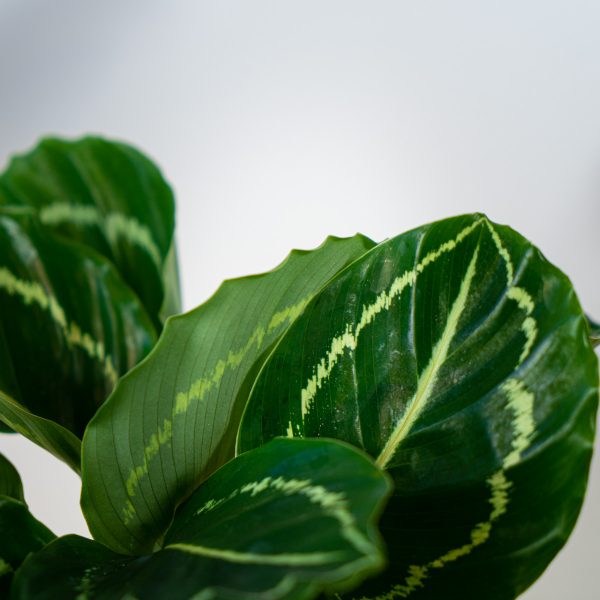calathea-roseopicta-green calathea-roseopicta-green