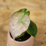 alokazja-pink-dragon-variegata