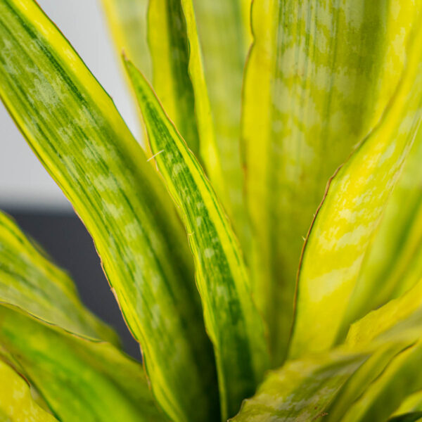 sansevieria-aubrytiana-yellow-variegated sansevieria-aubrytiana-yellow-variegated