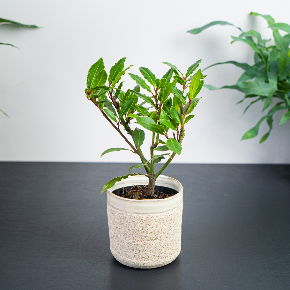 Drzewko laurowe 'laur szlachetny' (laurus nobilis)