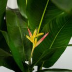 heliconia-psittacorum-hawaii