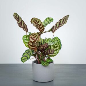calathea-makoyana