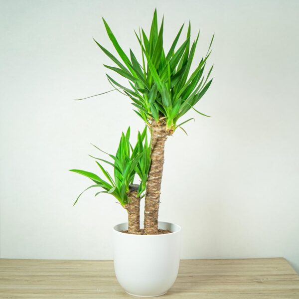 juka-yucca juka-yucca
