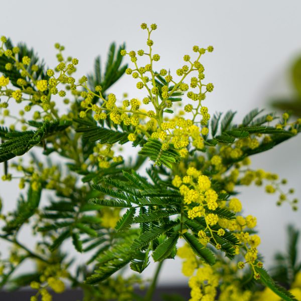 mimoza-wstydliwa mimoza-wstydliwa