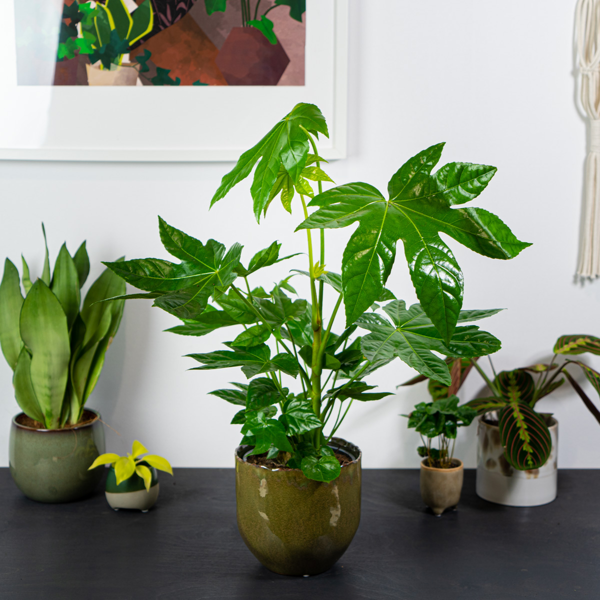 Fatsia japonica (facja)
